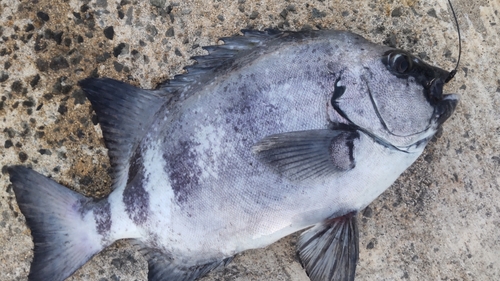 サンバソウの釣果