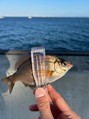 ウミタナゴの釣果