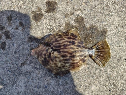 カワハギの釣果