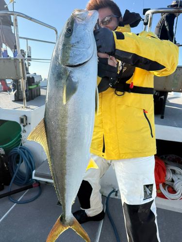 ヒラマサの釣果