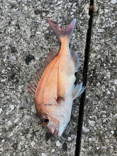 マダイの釣果