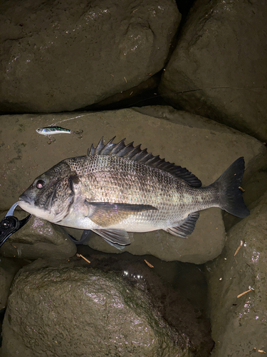 クロダイの釣果