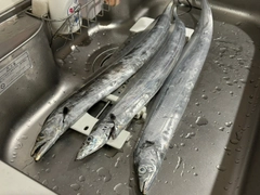 タチウオの釣果