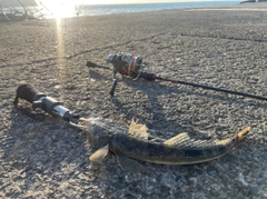 マゴチの釣果