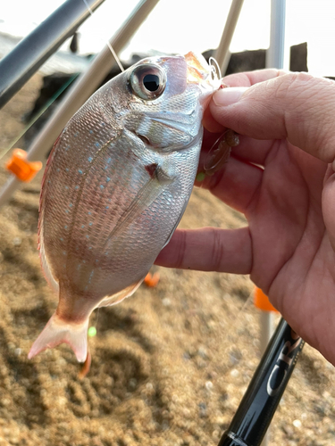 チャリコの釣果