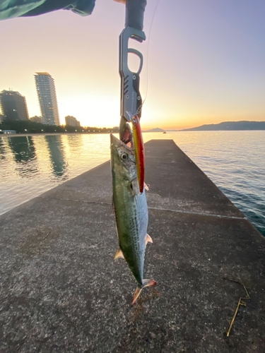 サゴシの釣果