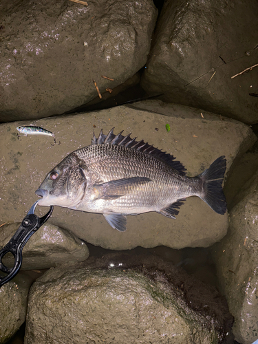 クロダイの釣果