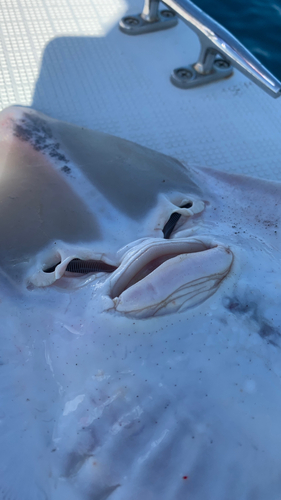 サカタザメの釣果