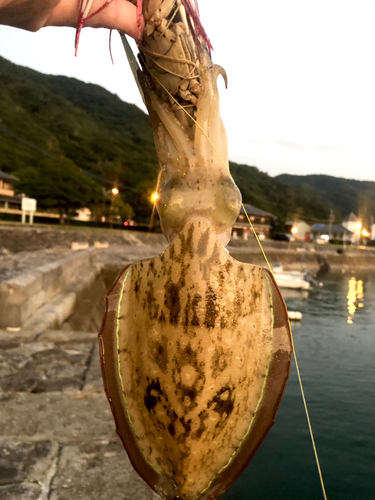 コウイカの釣果