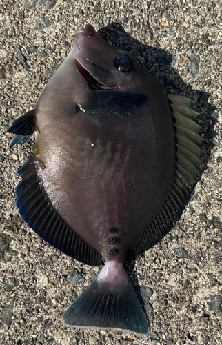 ニザダイの釣果