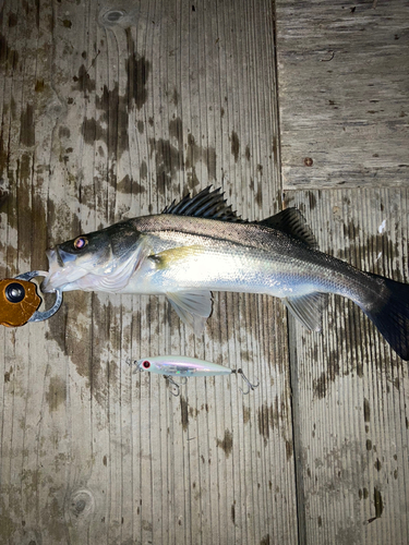 シーバスの釣果