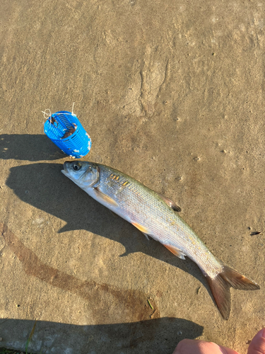 ウグイの釣果