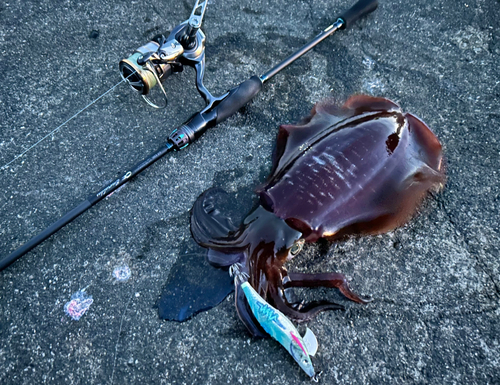 アオリイカの釣果