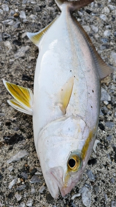 ネリゴの釣果