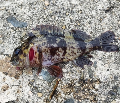 ムラソイの釣果