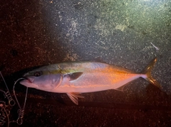 ハマチの釣果