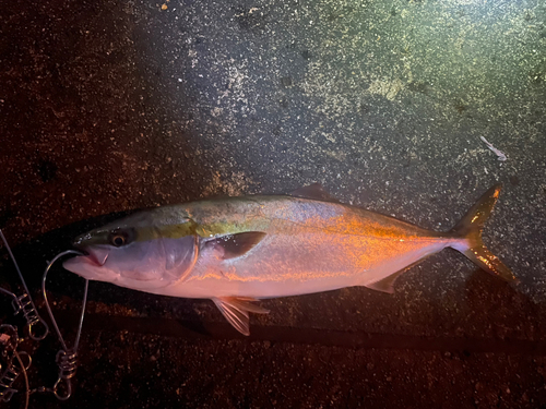 ハマチの釣果