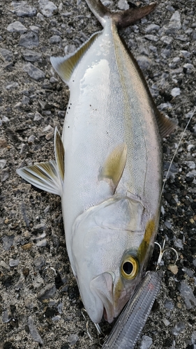 ネリゴの釣果