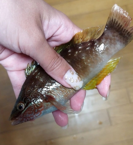 ホシササノハベラの釣果