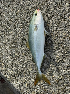 ハマチの釣果