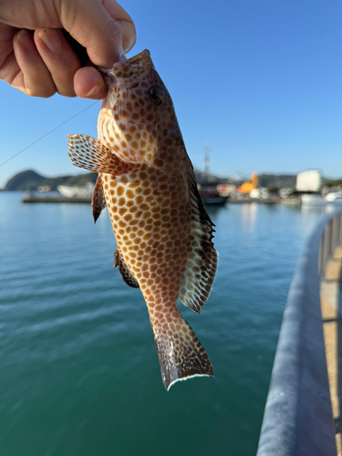 オオモンハタの釣果