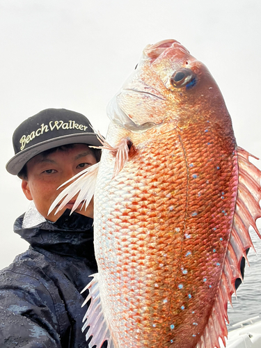 マダイの釣果