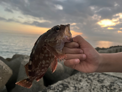 カサゴの釣果