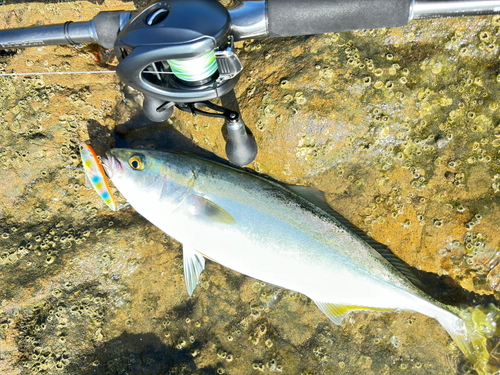 ツバスの釣果