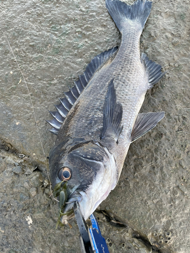 クロダイの釣果