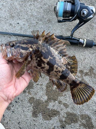 タケノコメバルの釣果