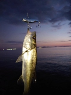 セイゴ（ヒラスズキ）の釣果