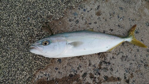 ツバスの釣果