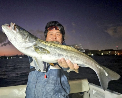 シーバスの釣果