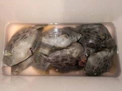 カワハギの釣果