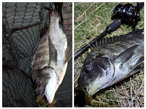 クロダイの釣果