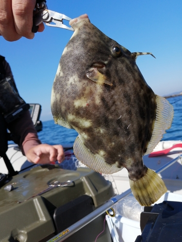 カワハギの釣果