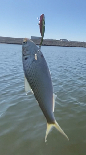 コノシロの釣果