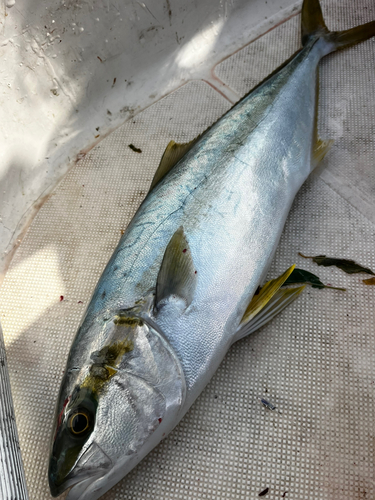 ブリの釣果