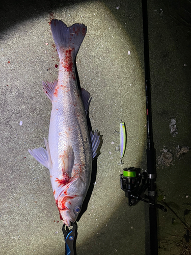 シーバスの釣果