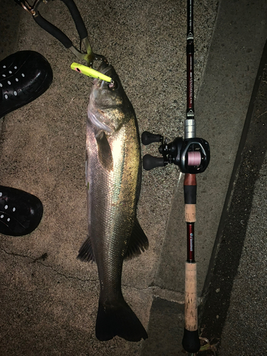 シーバスの釣果