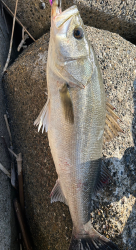 シーバスの釣果