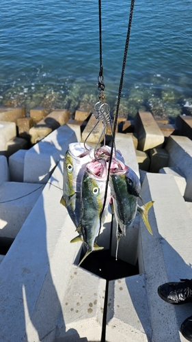 ハマチの釣果