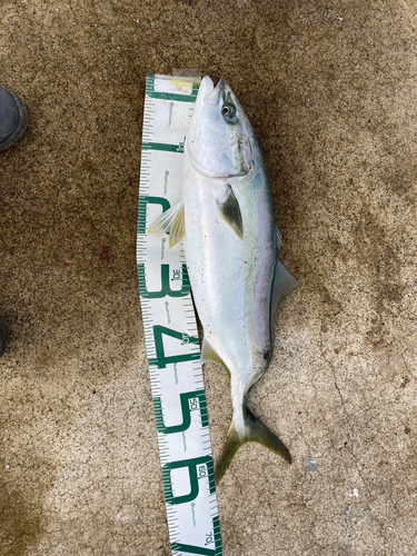 イナダの釣果