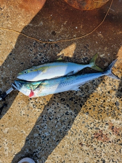 サゴシの釣果