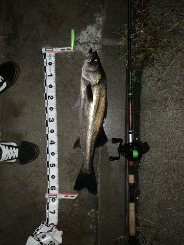 シーバスの釣果