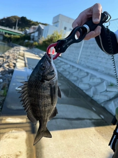 チヌの釣果