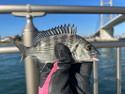 クロダイの釣果