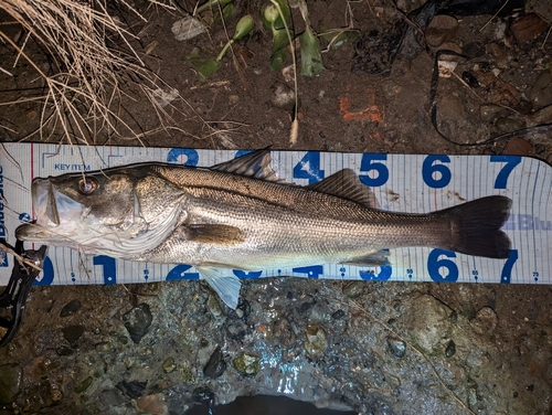 シーバスの釣果