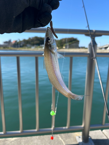 シロギスの釣果