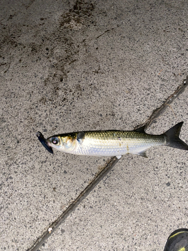 ボラの釣果